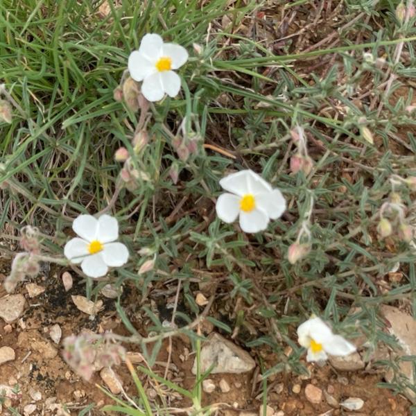 Wit zonneroosje (Helianthemum apenninum)
